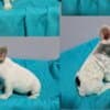 French Bulldog puppies for sale photo 3
