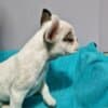 French Bulldog puppies for sale photo 5