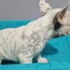 French Bulldog puppies for sale photo 6