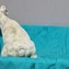 French Bulldog puppies for sale photo 7