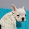 French Bulldog puppies for sale photo 8