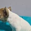 French Bulldog puppies for sale photo 9