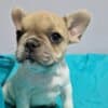 French Bulldog puppies for sale photo 10