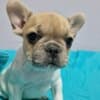 French Bulldog puppies for sale photo 11