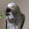 Congo African Grey Parrots & Cage photo 2