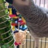 Congo African Grey Parrots & Cage photo 3