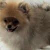 Pomeranian Spitz puppies photo 2