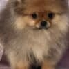 Pomeranian Spitz puppies photo 4