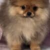 Pomeranian Spitz puppies photo 5