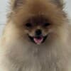 Pomeranian Spitz puppies photo 7