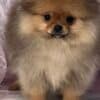Pomeranian Spitz puppies photo 9