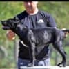 Cane Corso puppies photo 1