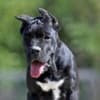 Cane Corso puppies photo 2