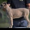 Cane Corso puppies photo 3