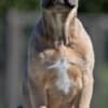 Cane Corso puppies photo 4