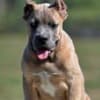 Cane Corso puppies photo 5