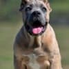 Cane Corso puppies photo 6