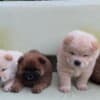 Chow Chow puppies for sale photo 1