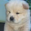 Chow Chow puppies for sale photo 2