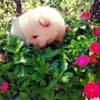 Chow Chow puppies for sale photo 3