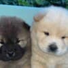 Chow Chow puppies for sale photo 4
