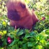 Chow Chow puppies for sale photo 5