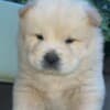 Chow Chow puppies for sale photo 6