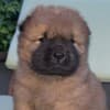 Chow Chow puppies for sale photo 7