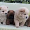 Chow Chow puppies for sale photo 8