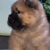 Chow Chow puppies for sale photo 9