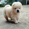 Chow Chow puppies for sale photo 10