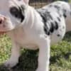 American Bully !!! photo 1