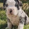 American Bully !!! photo 2