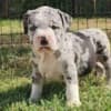 American Bully !!! photo 3