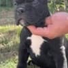 American Bully !!! photo 4
