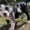 American Bully !!! photo 5