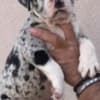American Bully !!! photo 6