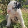 American Bully !!! photo 7