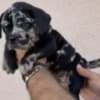 American Bully !!! photo 8