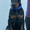 Doberman puppies photo 1