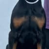 Doberman puppies photo 2