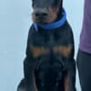 Doberman puppies photo 3