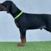 Doberman puppies photo 4