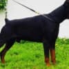 Doberman puppies photo 5