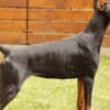 Doberman puppies photo 6
