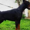 Doberman puppies photo 7