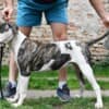 American bulldog puppies photo 1