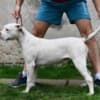 American bulldog puppies photo 2