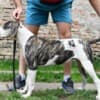 American bulldog puppies photo 3