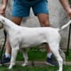 American bulldog puppies photo 4